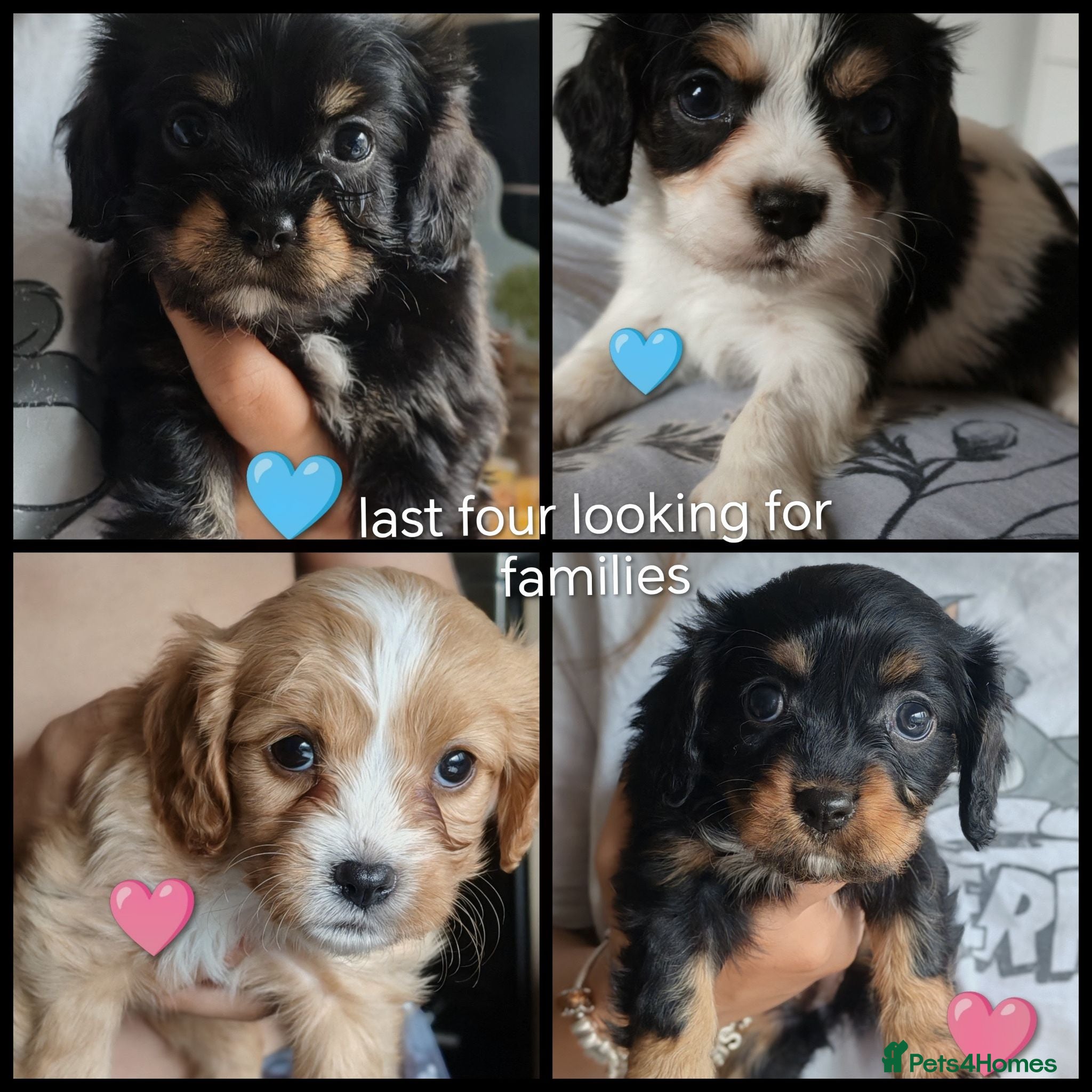 Mixed Breed dogs Beautiful Cavalier Mix Breed pups - Advert 1