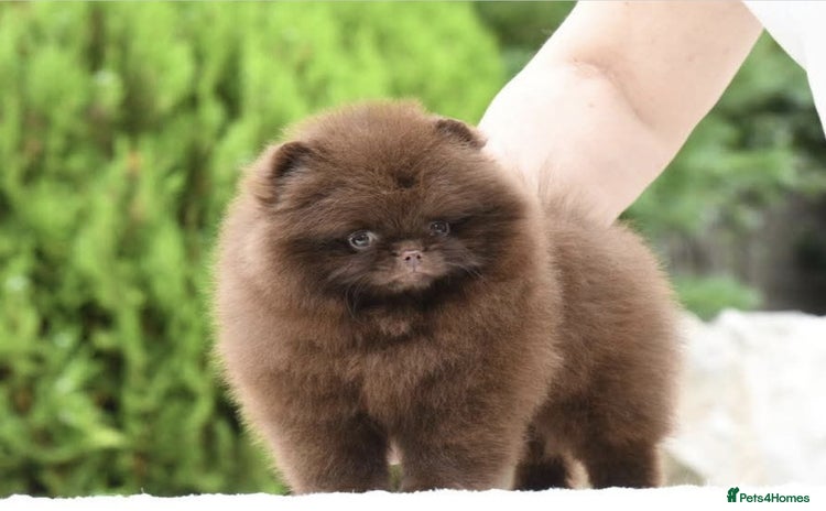 Pomeranian dogs - Advert 2