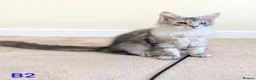Maine Coon cats for sale: GCCF Shaded Maine Coon Kittens  - Advert 9