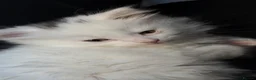 Mixed Breed cats for sale: 10 Week Turkish Angora × British Shorthair Kitten in London - Advert 4