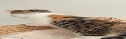 Exotic cats for sale: Gorgeous GCCF reg. kittens from Champions parents  - Advert 13
