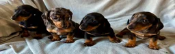 Miniature Dachshund dogs for sale: Beautiful Miniature Dachshund Puppies For Sale - Advert 1