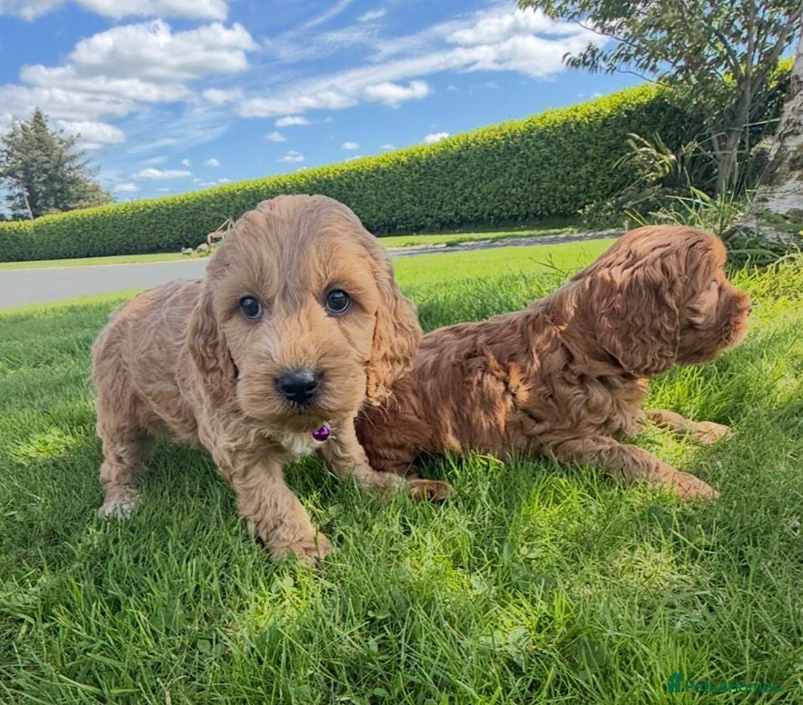 Cockapoo dogs Quality Cockapoo Puppies - Advert 2