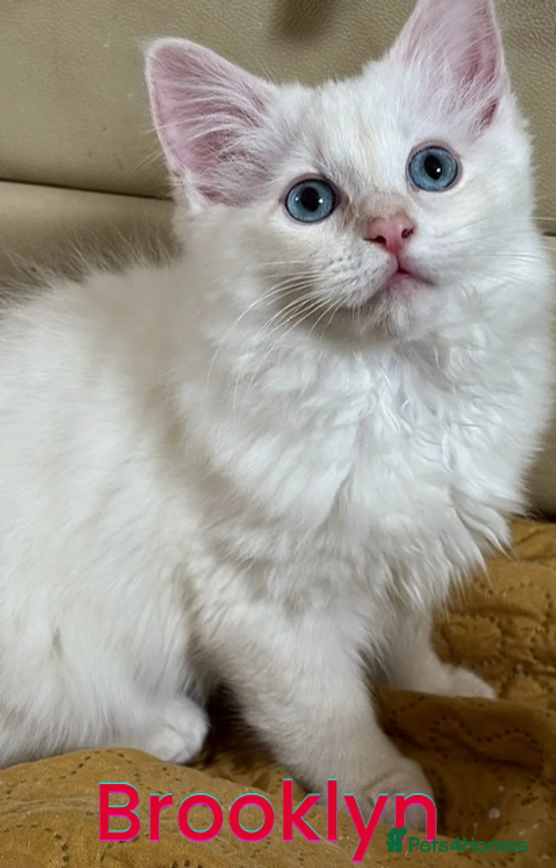 Ragdoll cats for sale: GCCF Registered Red Boys ready to go - Advert 4