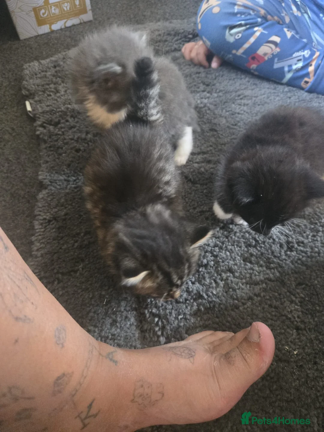 Mixed Breed cats for sale: Bengal cross in Wisbech - Advert 2