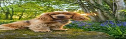 Cocker Spaniel dogs for stud: KC Golden Show Cocker Stud - Advert 24