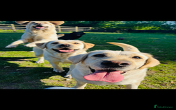 Labrador Retriever dogs for sale: Exceptional quality  - Image 18