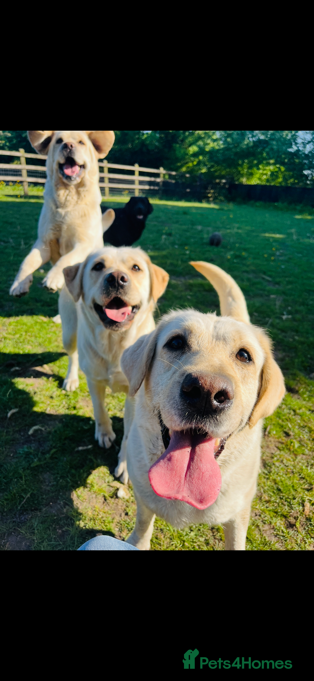 Labrador Retriever dogs for sale: Exceptional quality  - Image 18