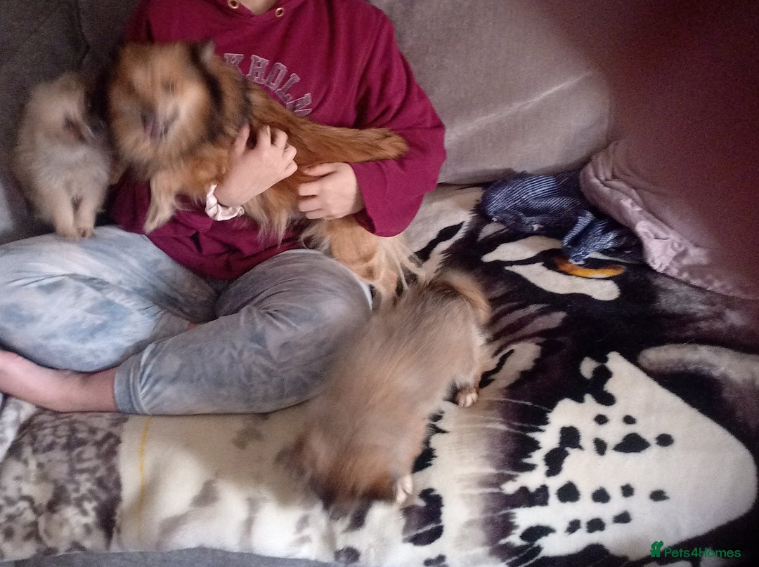 Pomeranian dogs for sale: Butiful Pomeranians - Advert 1