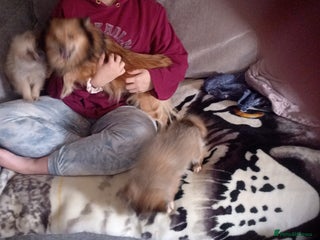 Pomeranian dogs Butiful Pomeranians - Advert 1