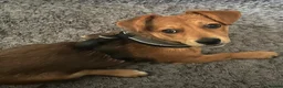 Jackshund dogs for sale: Playful and energetic in Cardiff - Advert 1