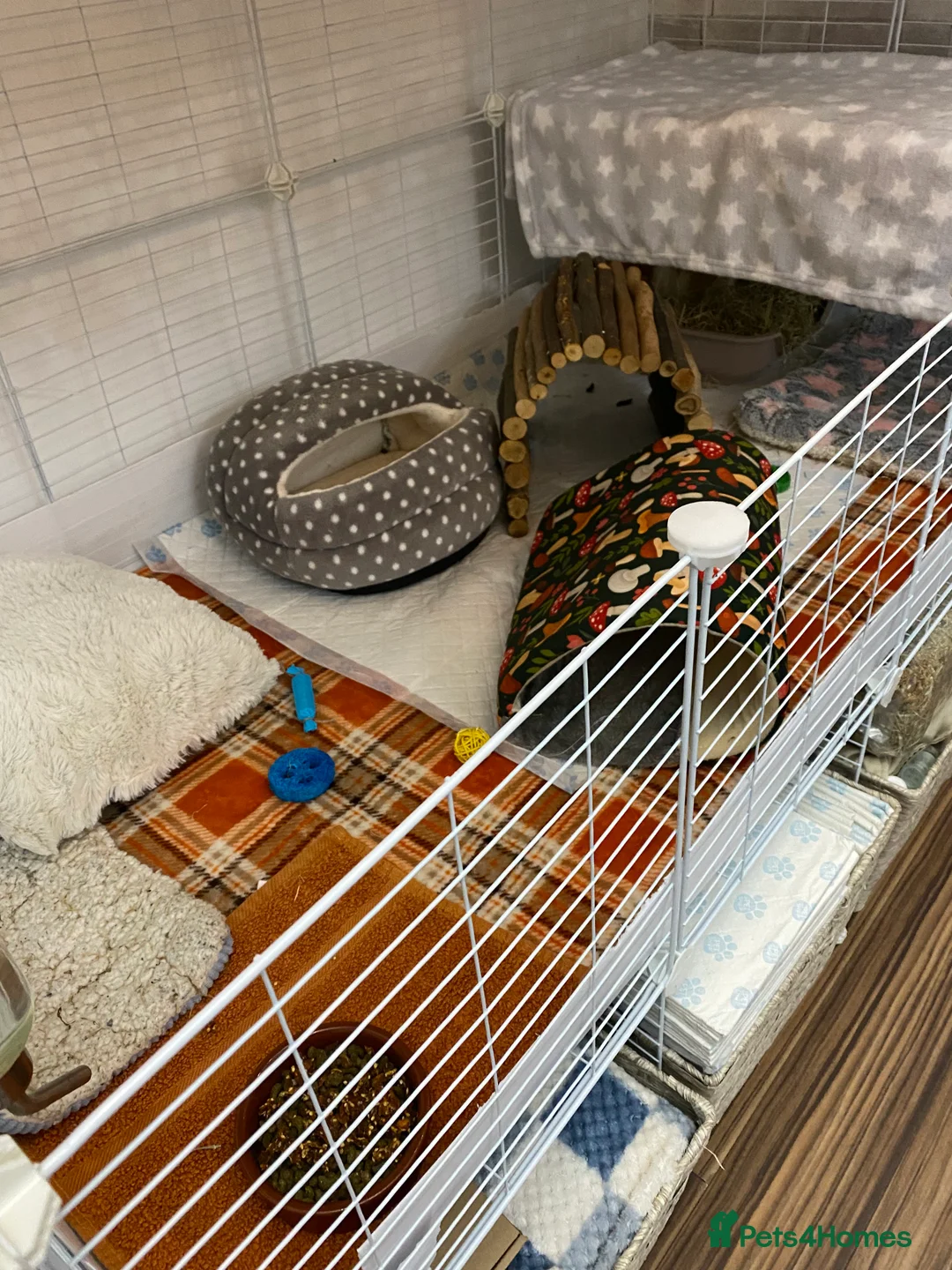 Guinea Pig rodents for sale: C&C cage and Guinea pigs - Advert 3