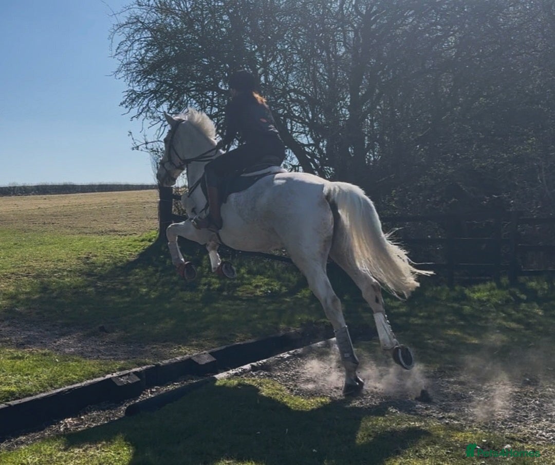 English Warmblood horses for sale: 16hh Schoolmistress  - Image 36