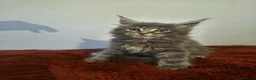 Maine Coon cats for sale: Tica registered Maine coon kittens - Advert 9