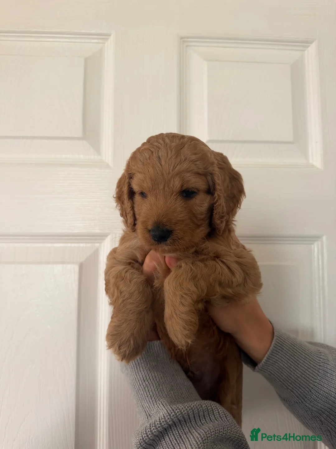 Cockapoo dogs for sale: Beautiful Cockapoo Puppies - Advert 2