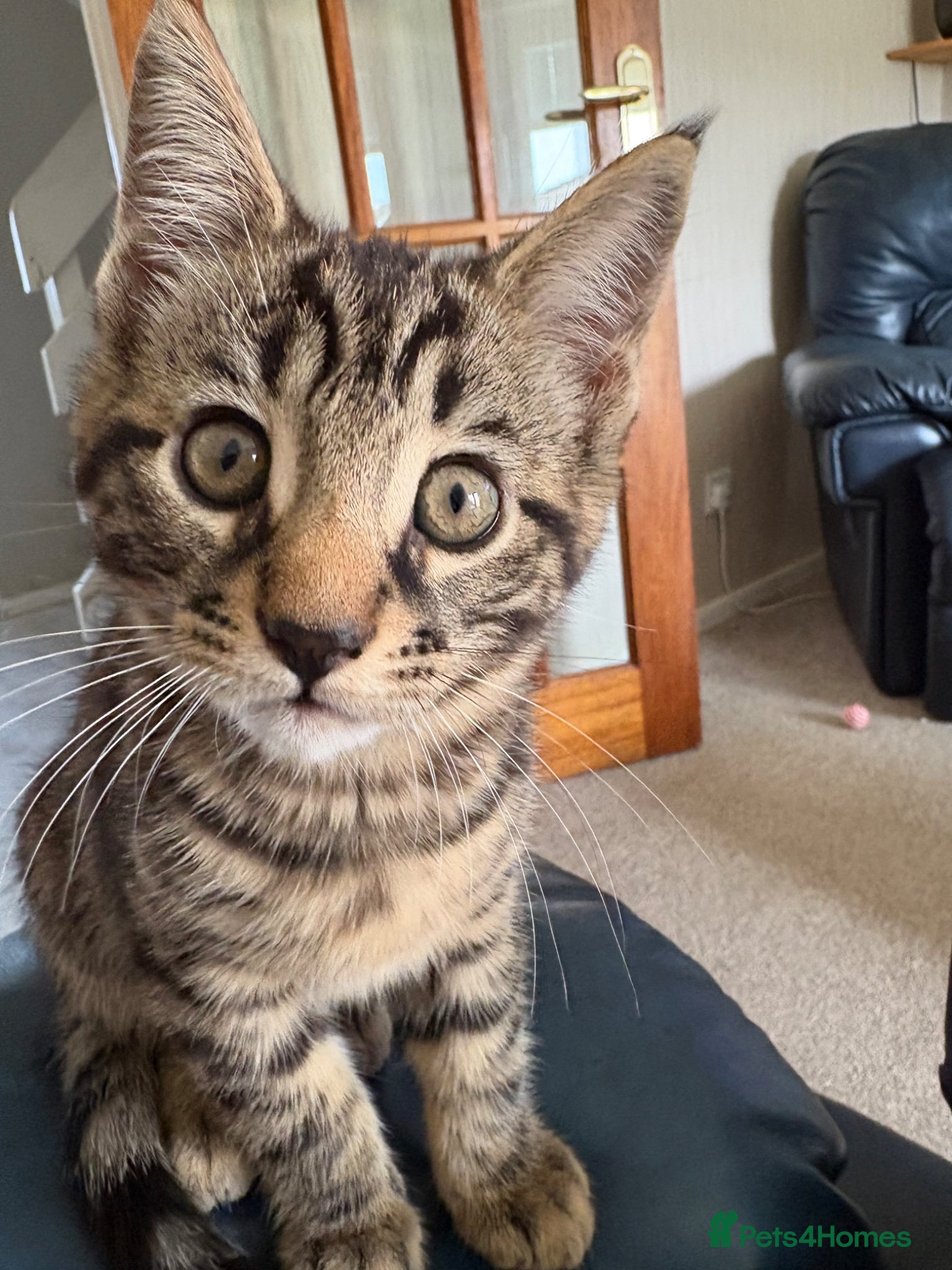 Mixed Breed cats Maine Coon x Bengal Kittens - Advert 12