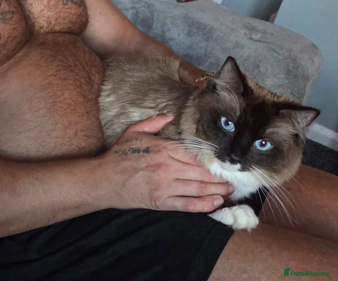 Ragdoll cats for sale: One very fluffy boy left - Advert 2