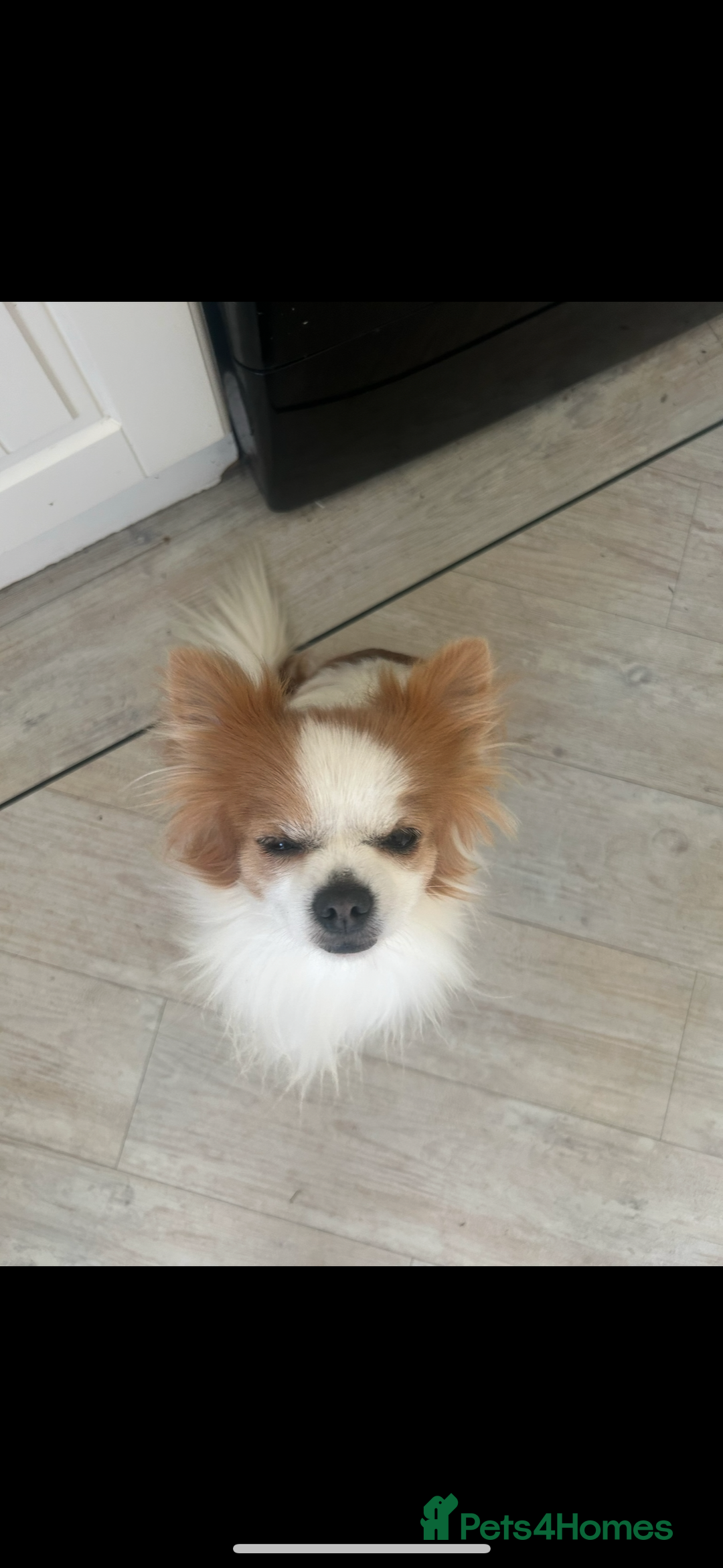 Chihuahua dogs for stud: Long haired party chihuahua  - Advert 9