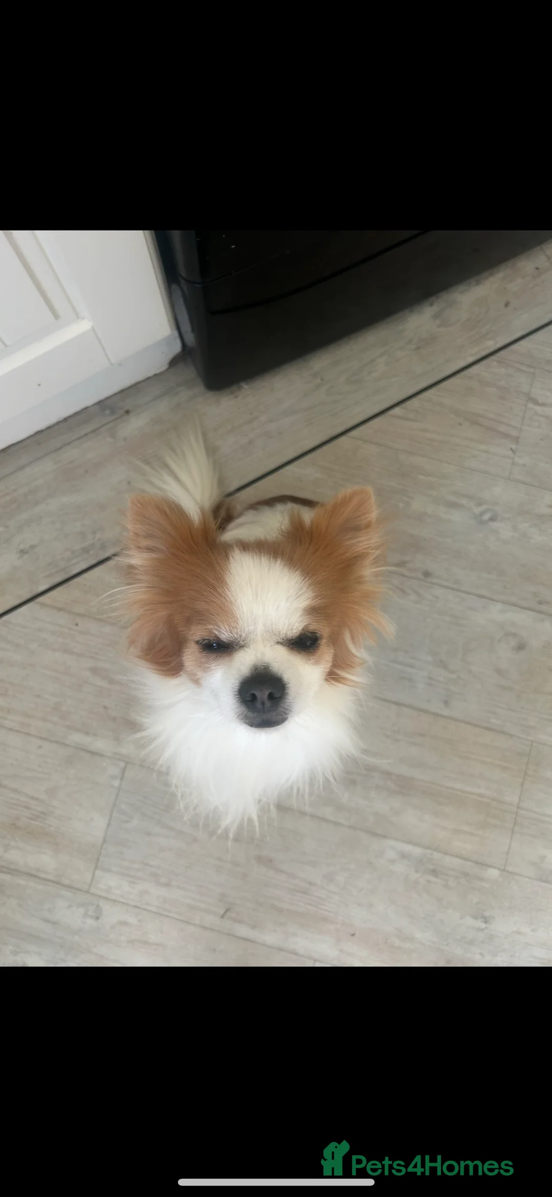 Chihuahua dogs for stud: Long haired party chihuahua  - Advert 9