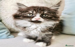Maine Coon cats for sale: Maine Coon Kittens - Image 7