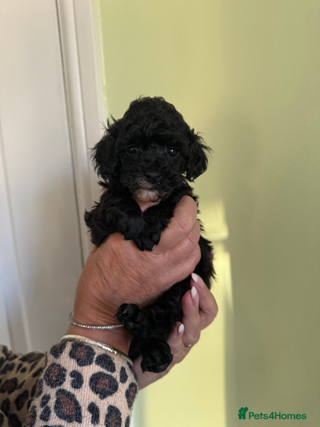 Toy Poodle dogs for sale:  2 Beautiful Tiny Toy poodle Boys available  - Advert 5