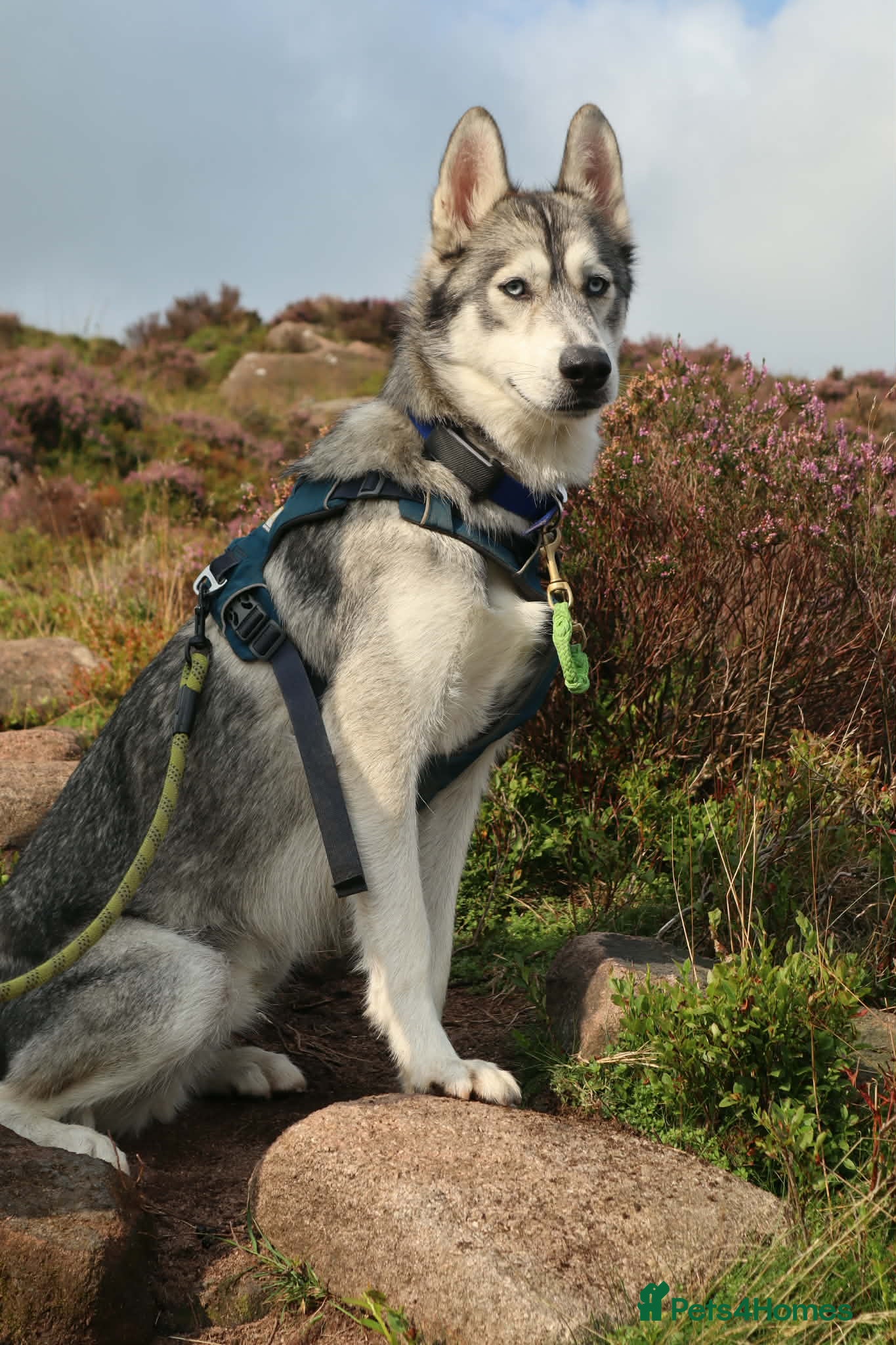 Siberian Husky dogs Echo - Siberian Husky - 3 Y/O - Advert 13