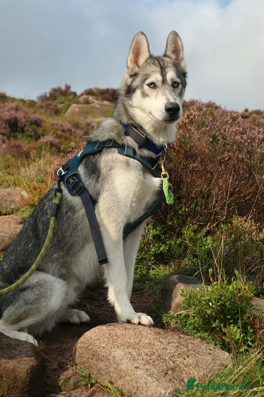 Siberian Husky dogs for sale: Echo - Siberian Husky - 3 Y/O - Advert 1