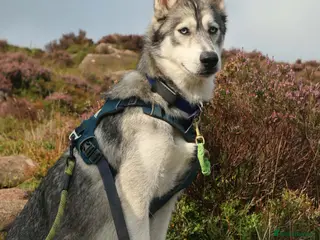 Siberian Husky dogs Echo - Siberian Husky - 3 Y/O - Advert 13