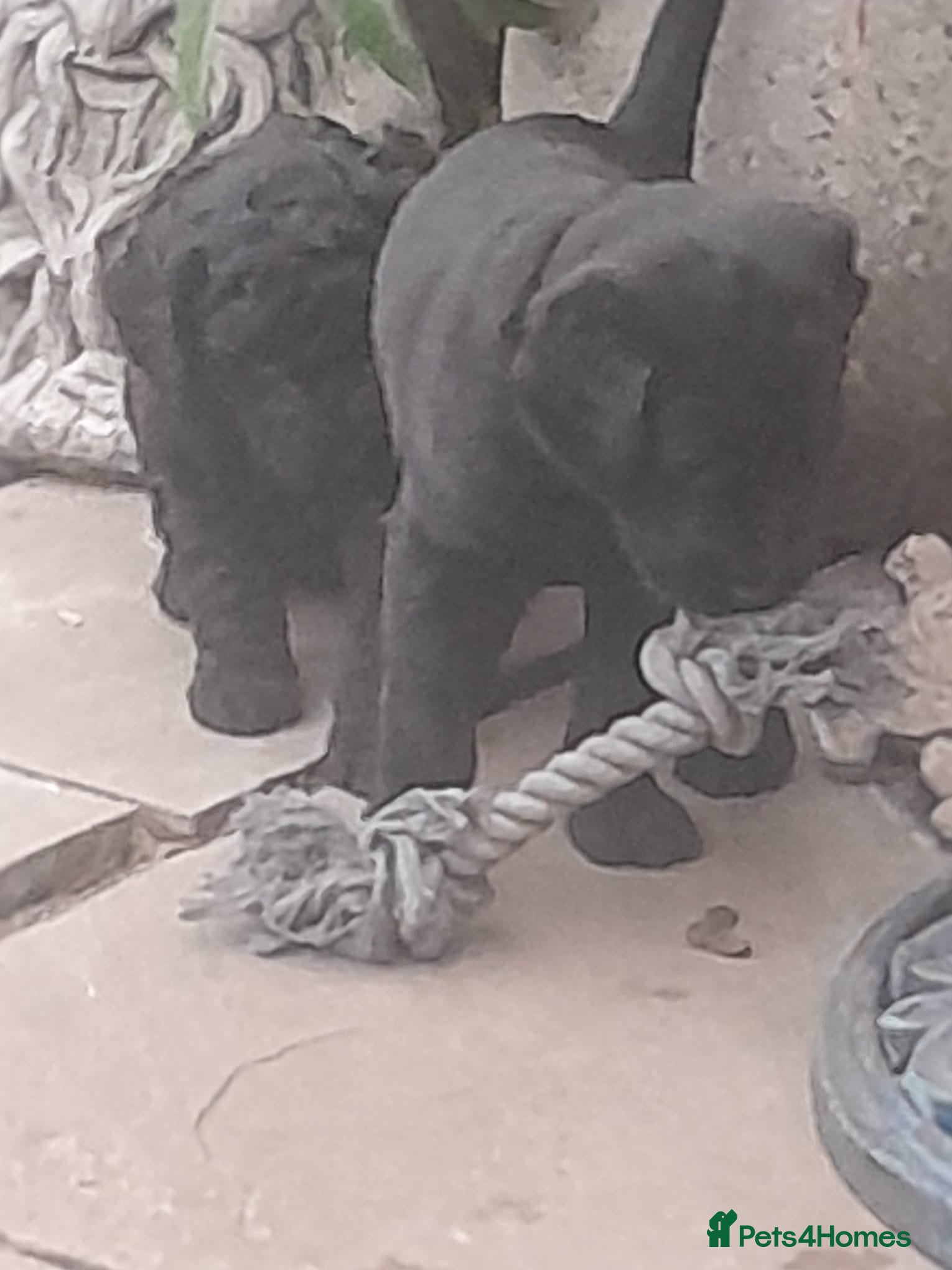 Goldendoodle dogs Goldendoodle puppies for sale - Advert 7