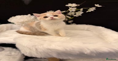 British Shorthair cats - Advert 13