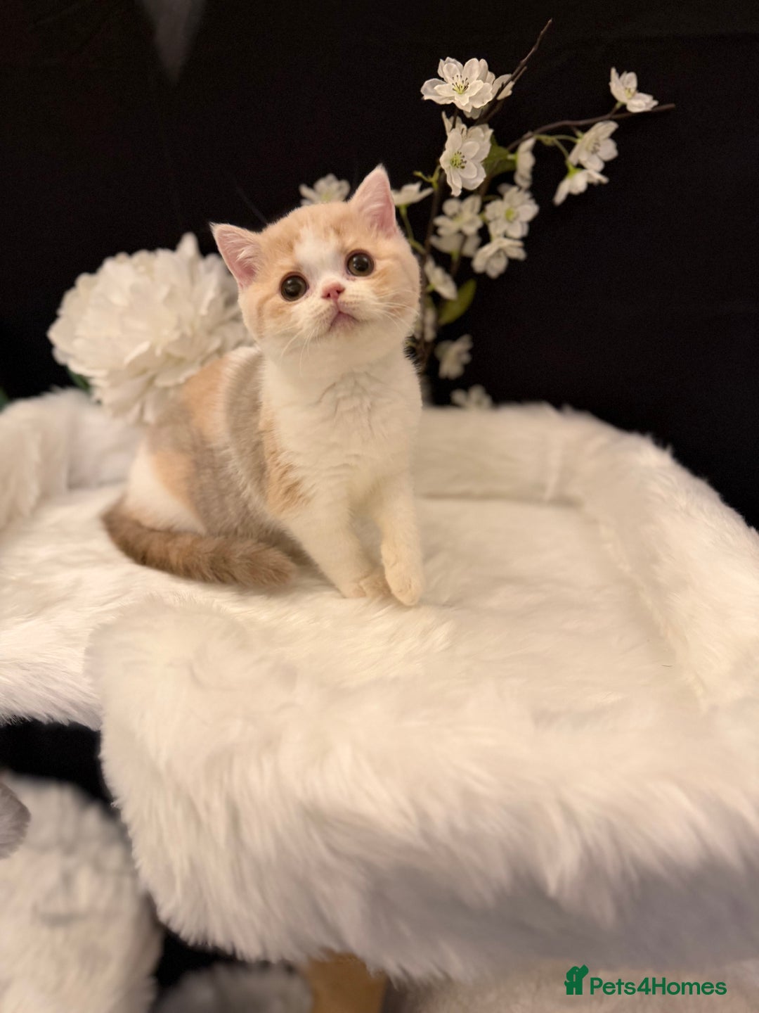 British Shorthair cats for sale: 💗 Gorgeous Full Pedigree BSH Trusted Breeder 💗 - Advert 12