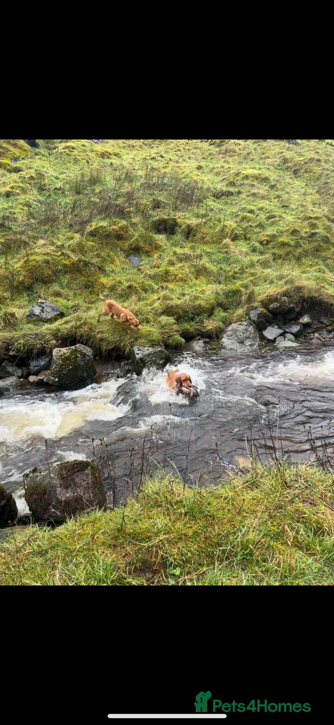 Labrador Retriever dogs for stud: ✨PROVEN FULLY HEALTH TESTED WORKING RED LABRADOR✨ in Hawes - Advert 25