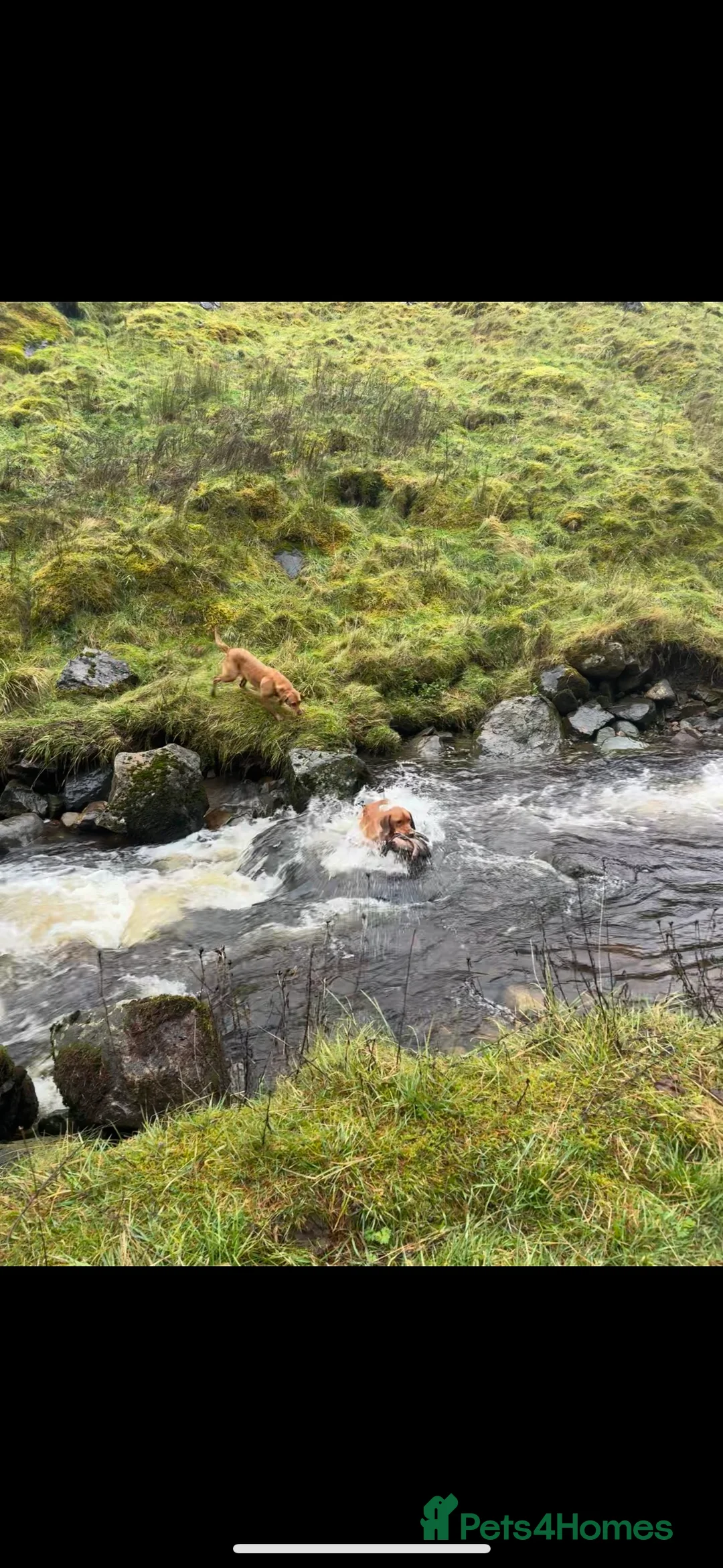 Labrador Retriever dogs for stud: ✨PROVEN FULLY HEALTH TESTED WORKING RED LABRADOR✨ in Hawes - Advert 28