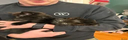 Mixed Breed cats for sale: 2 male kittens for sale  in Gateshead - Advert 3