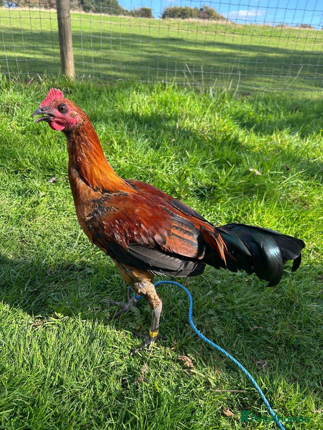 Chickens poultry for sale: Old english gamefowl stag - Image 2