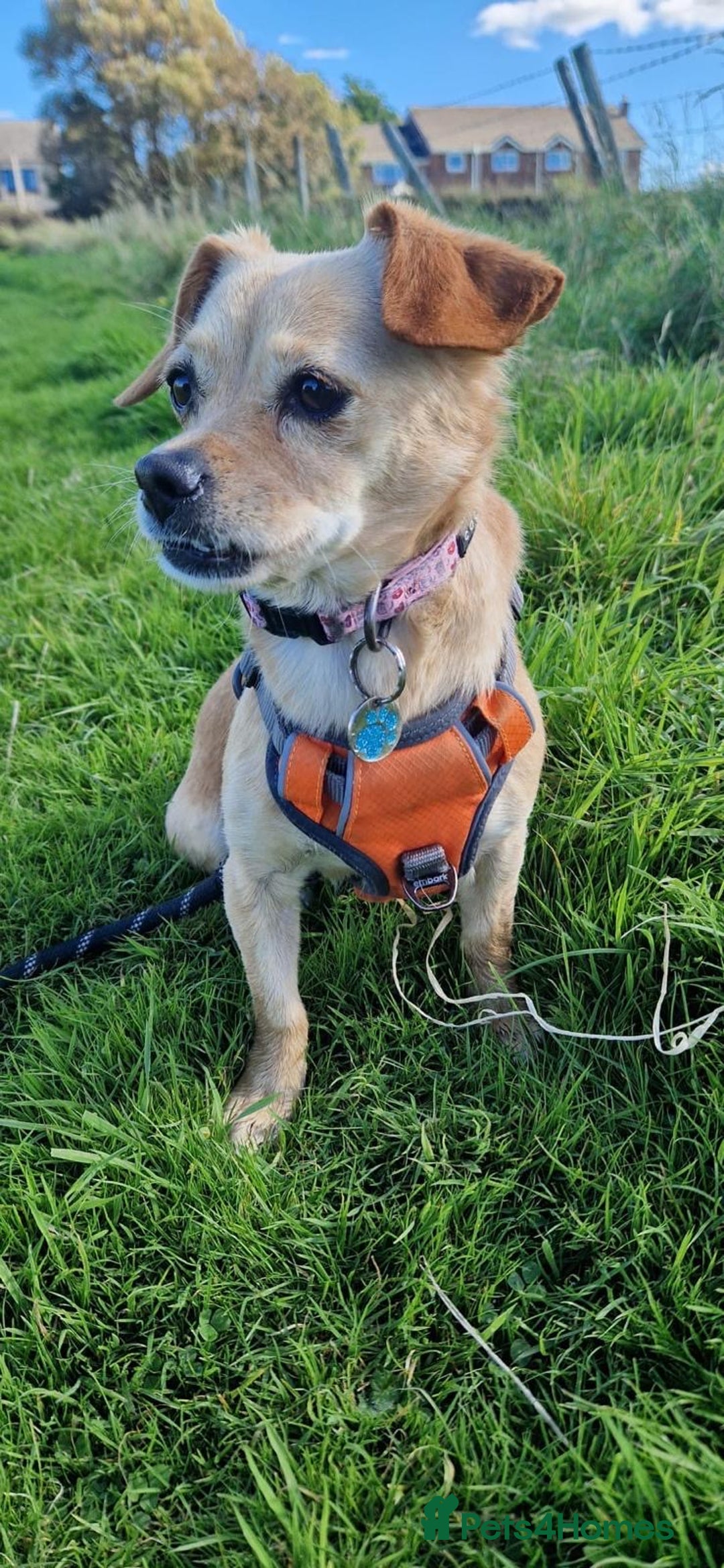 Mixed Breed dogs for adoption: Little Beea - Image 5