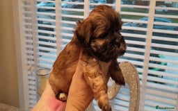 Lhasa Apso dogs for sale: Beautiful KCreg Lhasa Apso - Image 9
