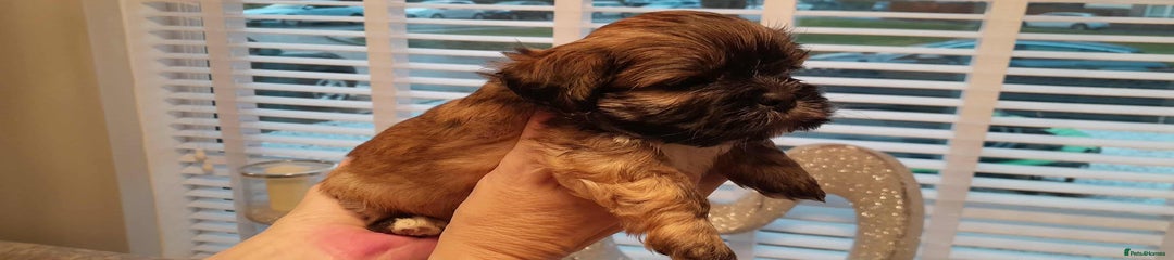Lhasa Apso Puppy 4