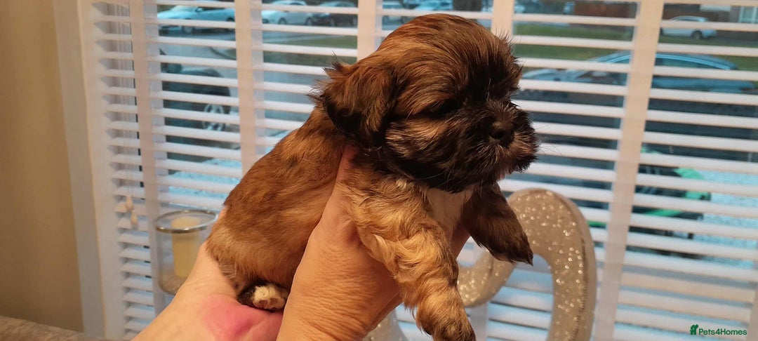 Lhasa Apso dogs for sale: Beautiful KCreg Lhasa Apso - Image 9