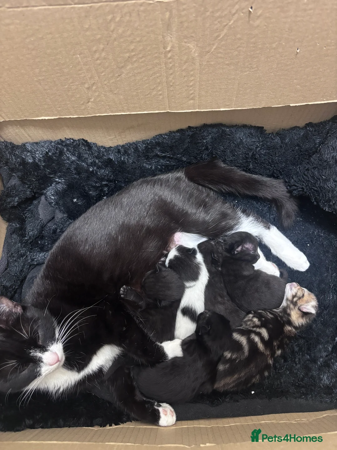 Mixed Breed cats for sale: Chocolate kittens ghost markings  - Advert 1