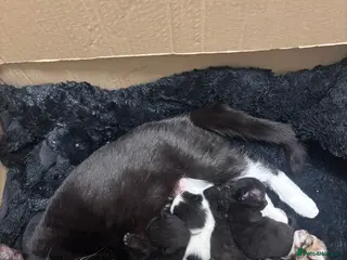 Mixed Breed cats Chocolate kittens ghost markings - Advert 1