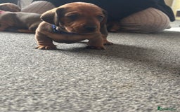 Dachshund dogs for sale: Beautiful dachshund puppies  - Image 38