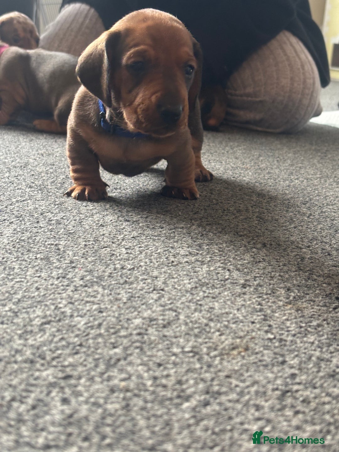 Dachshund dogs for sale: Beautiful dachshund puppies  - Image 38