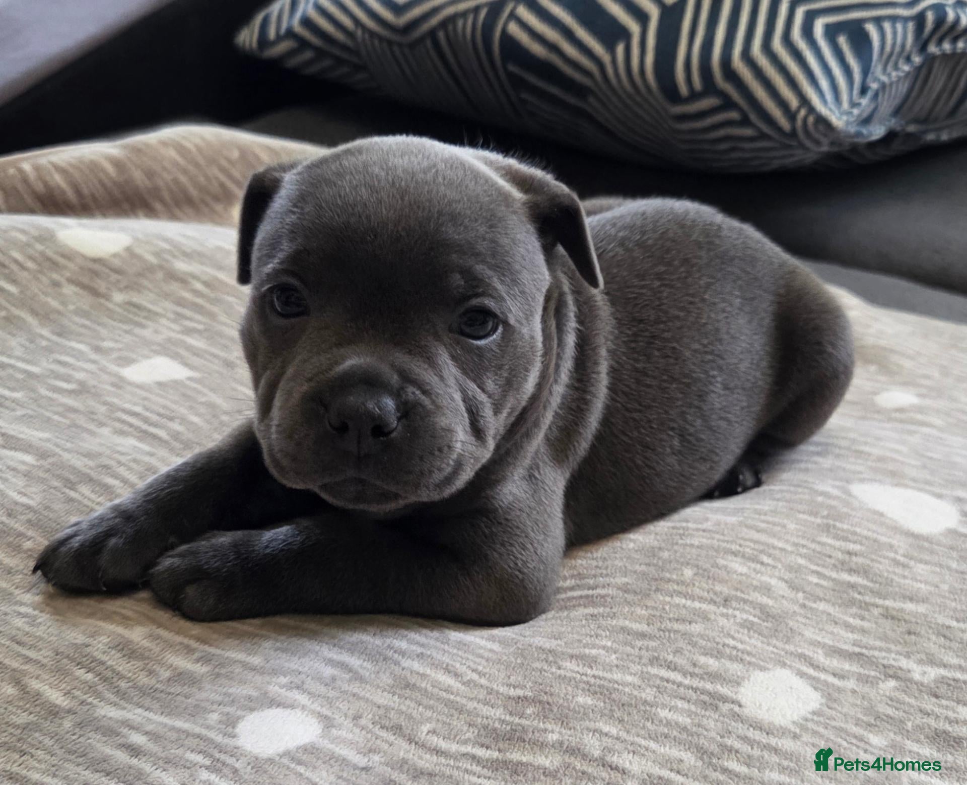 Staffordshire Bull Terrier dogs KC Blue Staffordshire Bull Terrier Puppies - Advert 2