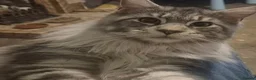 Maine Coon cats for sale: Maine Coon - Advert 16