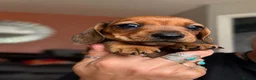 Miniature Dachshund dogs for sale: One shaded red girl KC Registered Mini Dachshunds - Advert 3