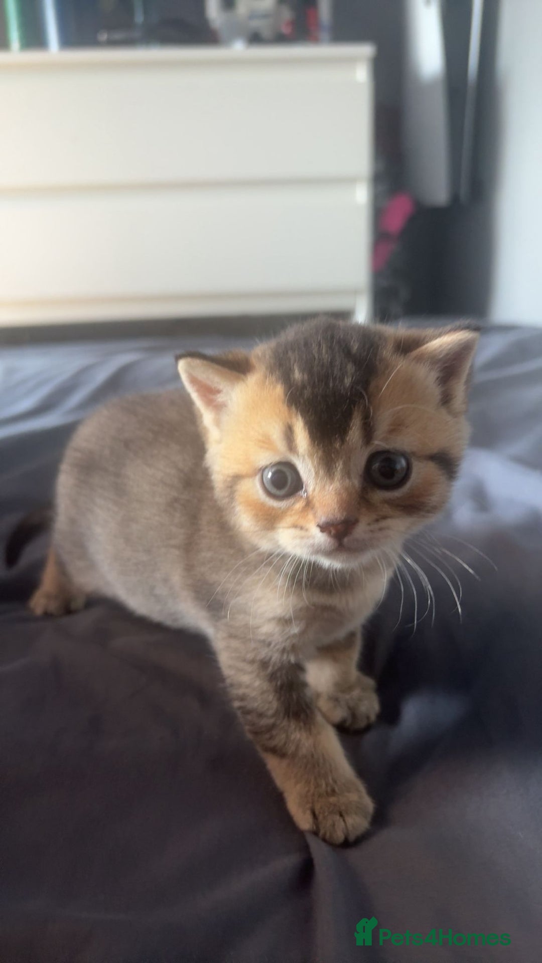 British Shorthair cats for sale: Golden British shorthairs  - Image 4