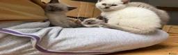 British Shorthair cats for sale: Britishshort hair Pedigree Kittens | DNA Clear  - Advert 8