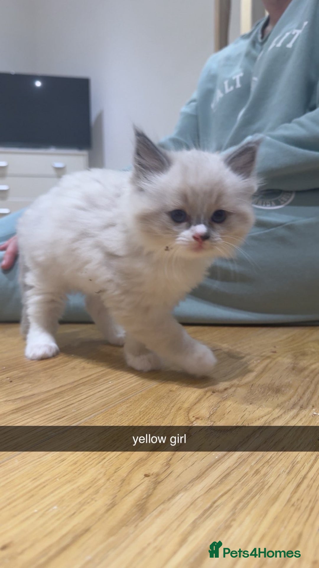 Ragdoll cats for sale: Ragdoll pure breed  - Image 5