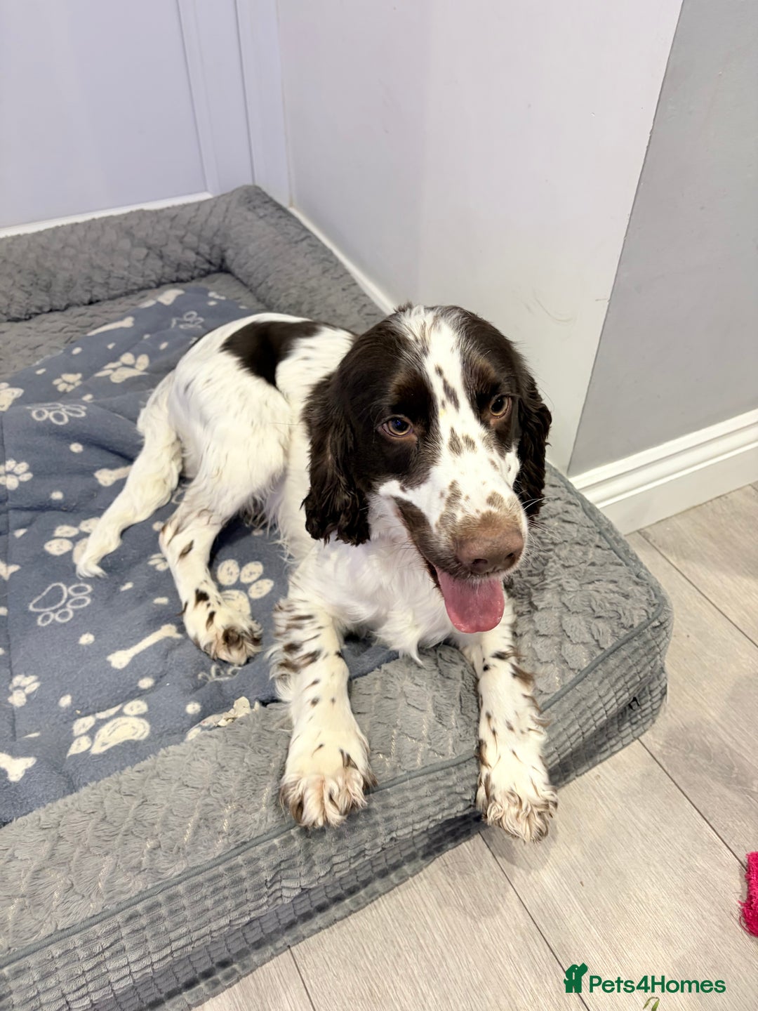 Cocker Spaniel dogs for stud: Working Cocker Spaniel STUD - Advert 1